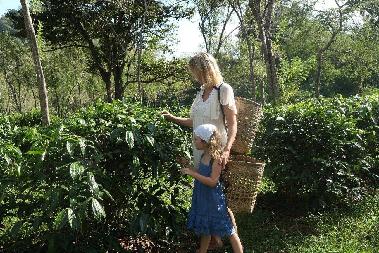 araksa tea plantation